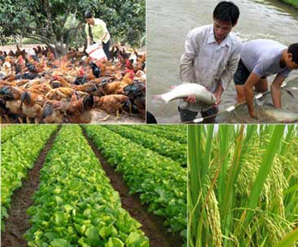 Hướng dẫn kỹ thuật trồng trọt và chăn nuôi
